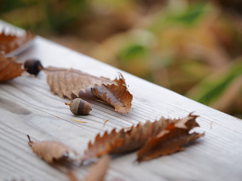 奥日光　紅葉　森の中は落ち葉でいっぱい