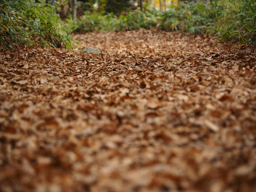 秋の奥日光　紅葉の森は落ち葉もいっぱい