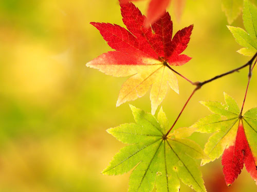 奥日光　湯ノ湖付近　秋には色鮮やかな紅葉