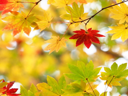 秋の奥日光　紅葉がきれい