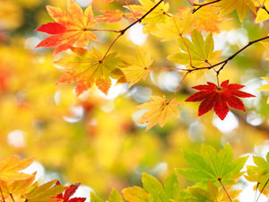 秋の栃木県　奥日光　紅葉トレッキング