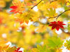 秋の栃木県・奥日光　紅葉をもとめて戦場ヶ原、湯滝のトレッキング