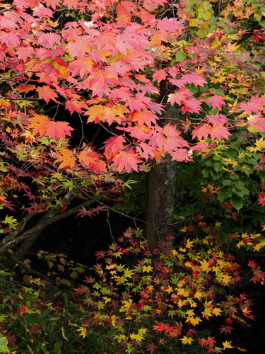 秋の奥日光　竜頭の滝の紅葉