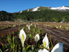 群馬県の尾瀬　雪解け後の尾瀬ヶ原　水芭蕉をもとめてトレッキング・登山