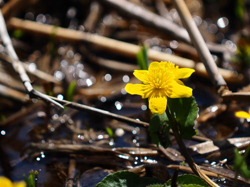 尾瀬ヶ原　春の花　リュウキンカ