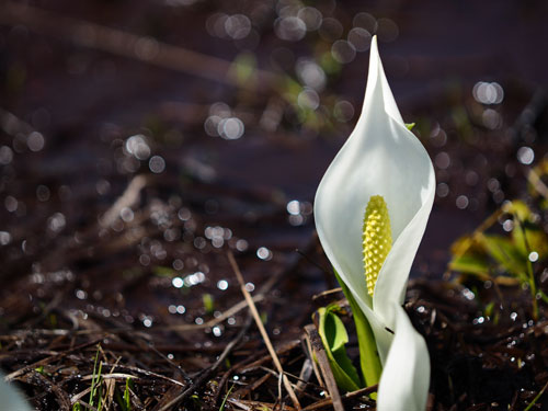 尾瀬ヶ原　春の代表的な花　水芭蕉