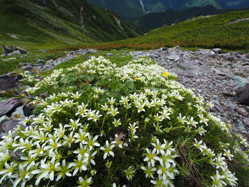 夏の北岳　花がいっぱい