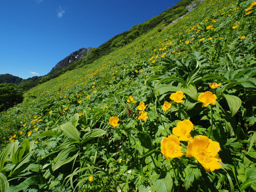 黄色の花の先に北岳の絶壁