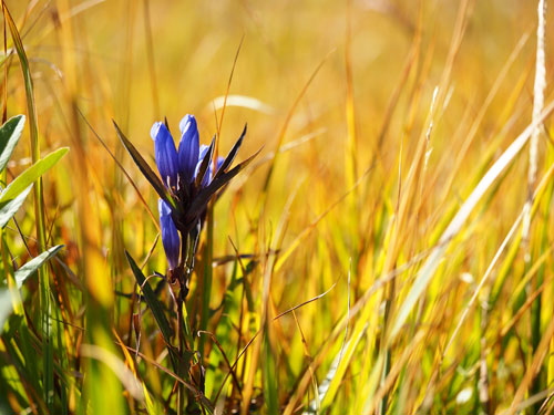 草紅葉の中に青紫の花