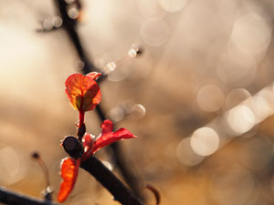 樹木が朝露に濡れて　紅葉の葉がきれい