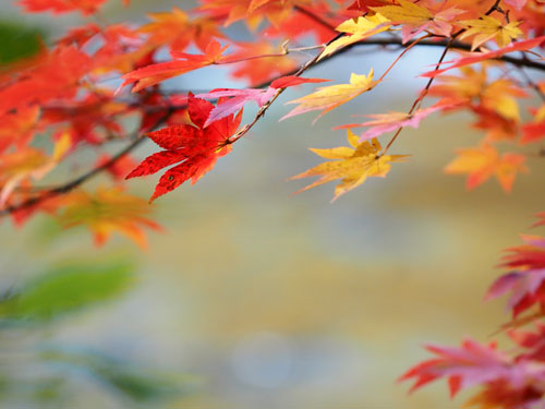 湯滝～戦場ヶ原管の湯川沿いの紅葉