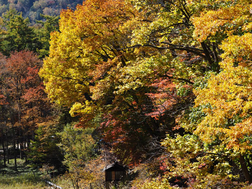 奥日光　湯元　黄色系に紅葉が多い