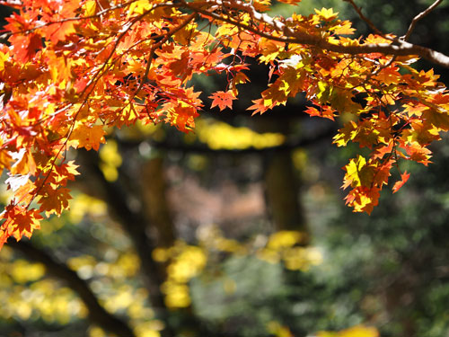 刈込湖への途中にも紅葉