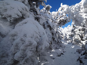 北八ヶ岳・北横岳山頂直下　風雪の強さを感じさせる樹氷