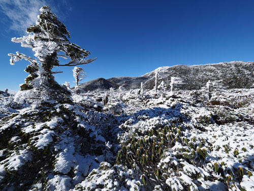 北八ヶ岳　雪景色