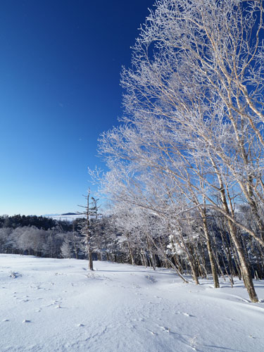 美ヶ原　樹木の霧氷、雪景色はきれい！