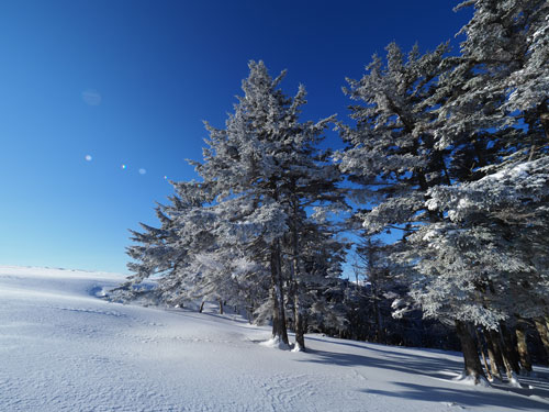 美ヶ原の霧氷・樹氷の景色