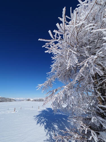 霧氷・樹氷の景色