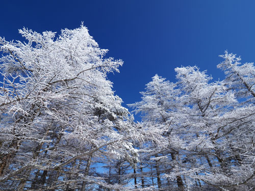 美ヶ原の冬景色　霧氷・雨氷