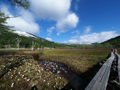 尾瀬・研究見本園　２０１７年　水芭蕉の様子を見る