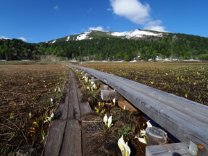 背景に残雪の至仏山　尾瀬ヶ原の水芭蕉が綺麗