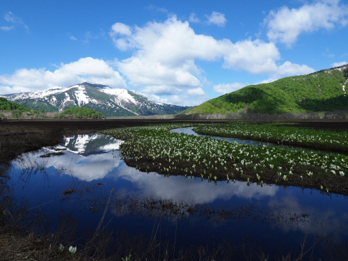 尾瀬ヶ原　水芭蕉の撮影ポイント