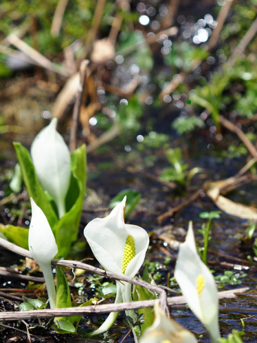 尾瀬の水芭蕉　小さくてきれい