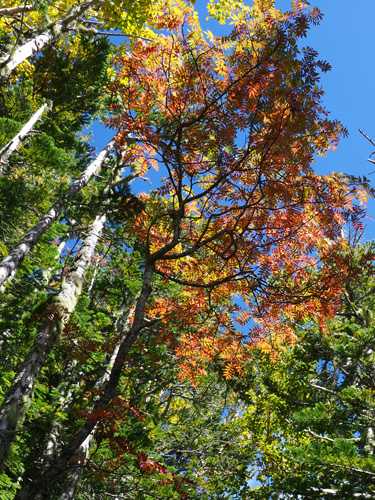 南アルプス　鳳凰山の紅葉