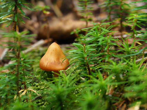 鳳凰三山　樹林帯の登山道には苔がたくさん