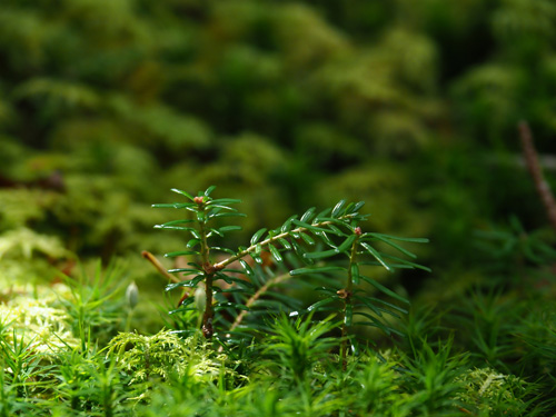 南アルプス　薬師岳への登山道　苔の森