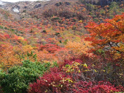 秋の紅葉　茶臼岳の紅葉