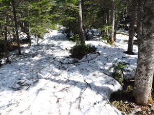 浅間山　５月上旬でも樹林帯には残雪たっぷり