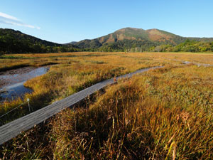 秋の群馬県　尾瀬ヶ原　草紅葉