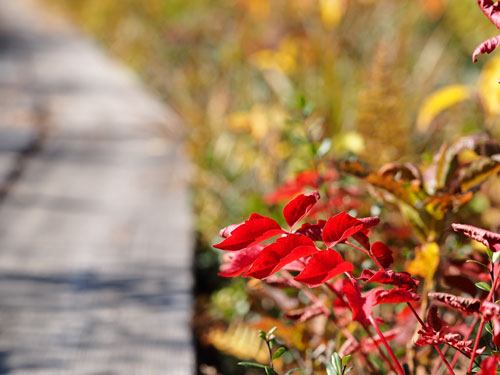 尾瀬　木道の脇の樹木も紅葉