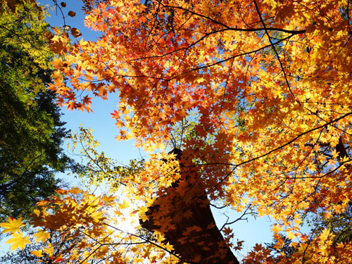 奥日光・湯川沿いの森　赤・黄色の紅葉がきれい