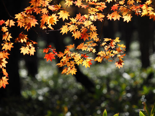 奥日光　湯川沿いの森にはきれいな紅葉がいっぱい