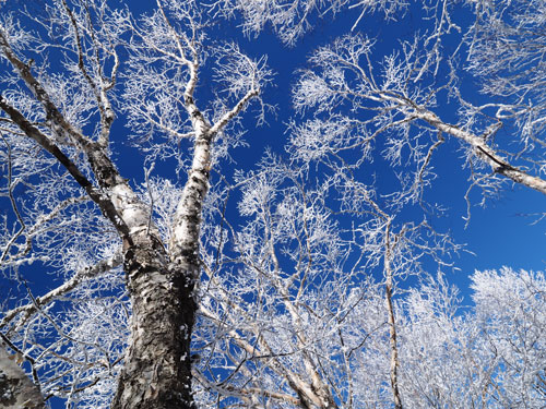 黒檜山の美しい青空と霧氷
