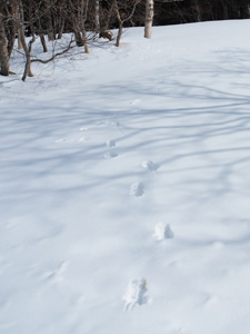 奥日光　雪の森に動物の足跡