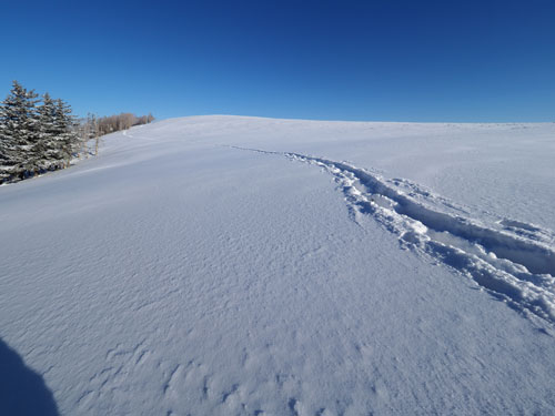 新雪を歩くと足跡がくっきりと