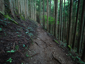 登山口から樹林帯をず～っと歩く